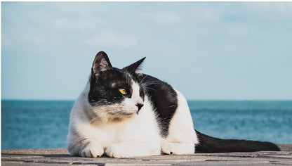 Бюджетни гранули за котки с птиче  месо Princess Maintenance – Maintenance 2 кг