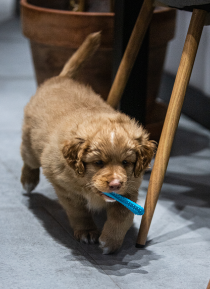 Играчка за дъвчене за малки кученца Fiboo Fiboone Puppy Chew Toy Blue - Идеална за малки породи